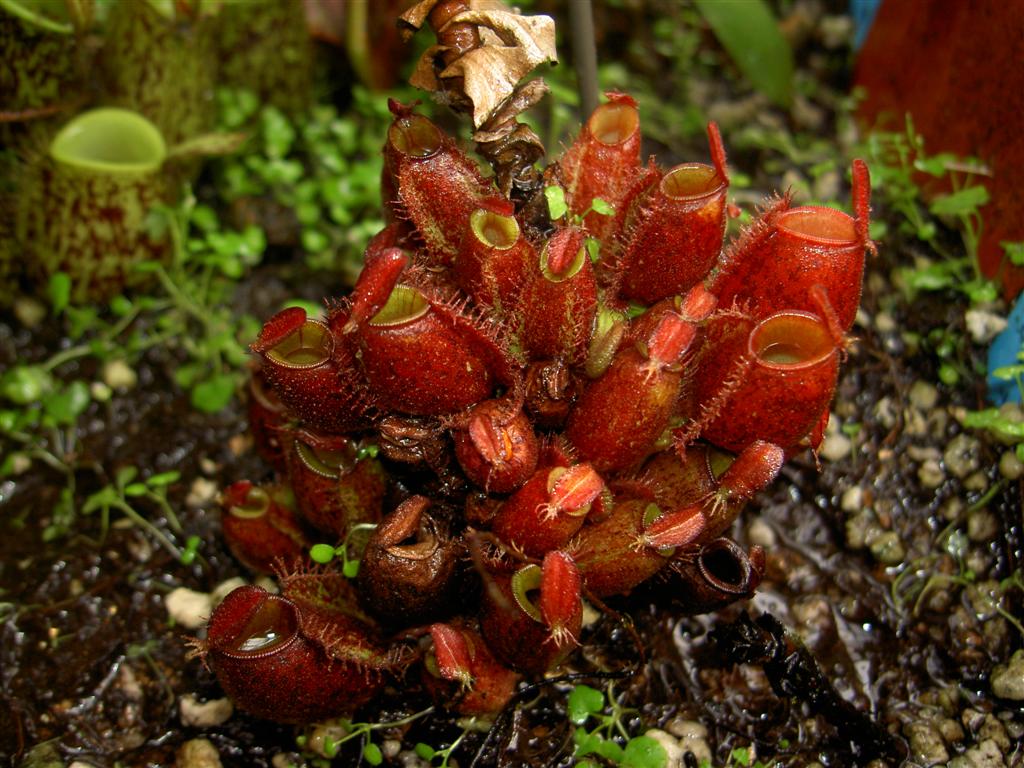 Nepenthes ampullaria 'harlequin' 2